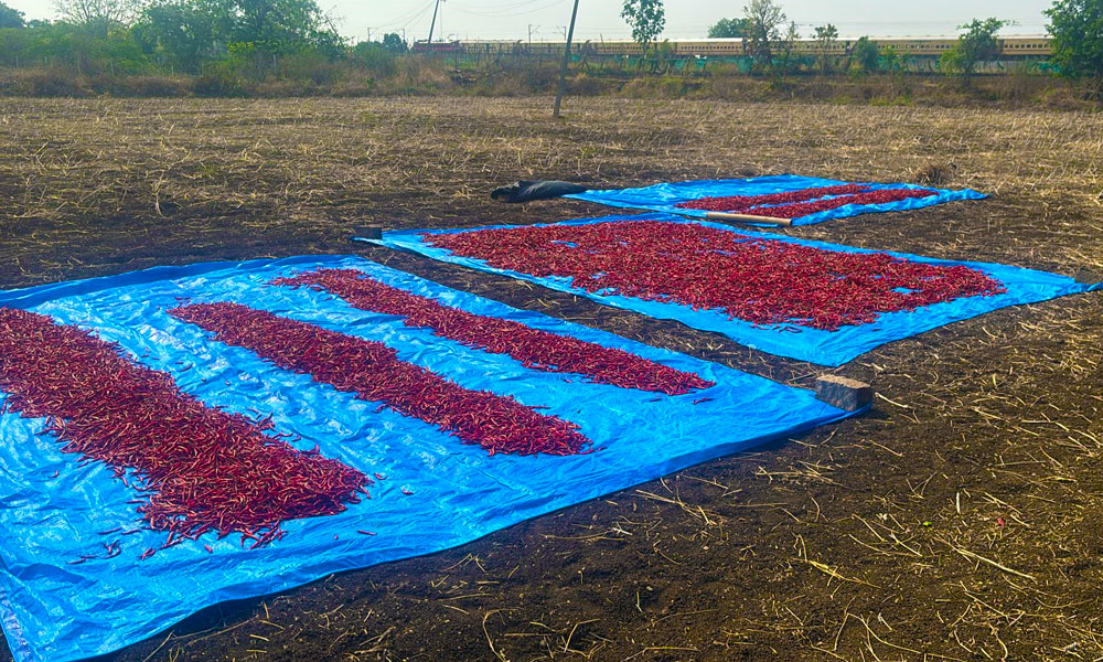 Sun Drying Chillies